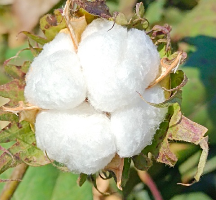 棉花需要放到冷庫存儲嗎？_上海開冉制冷