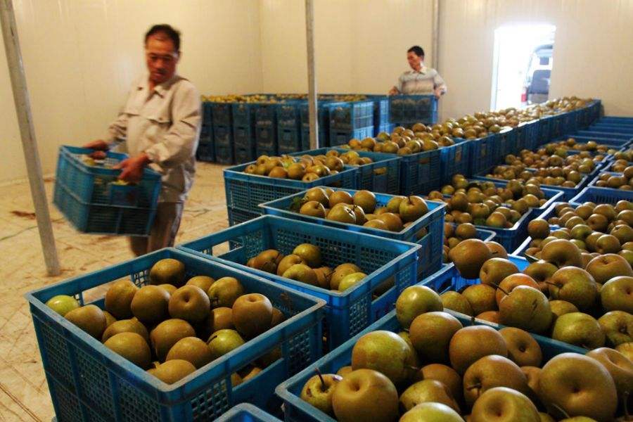 建一個1000平方果蔬冷庫，平均分5間造價(jià)多少