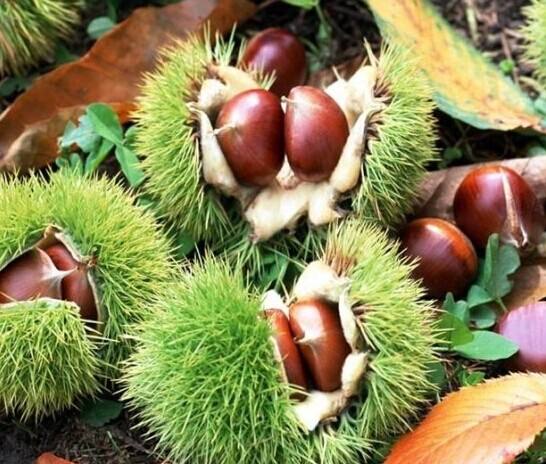 板栗冷庫 板栗冷庫