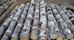 甘蔗可以放冷庫(kù)嗎？能放多久