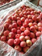 2500立方米冷庫(kù)可以放多少噸蘋(píng)果？