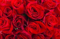 玫瑰花冷庫(kù)溫度多少度?安裝造價(jià)大概多少