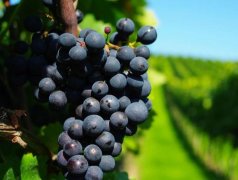 建造300噸葡萄保鮮冷庫(kù)需要多少錢？