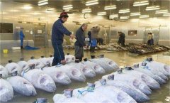 浙江-60℃超低溫凍庫(kù)(金槍魚水產(chǎn)冷凍庫(kù))建造價(jià)格