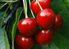 二氧化碳保鮮冷庫(氣調保鮮冷庫)