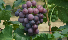 節(jié)能恒溫葡萄冷藏庫設計