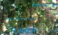 建造一個葡萄、獼猴桃、檸檬保鮮冷庫多少錢