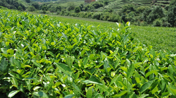 茶葉冷庫(kù)建設(shè)