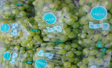 300噸葡萄保鮮庫造價,葡萄冷庫保鮮期及溫度