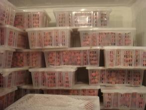 200噸葡萄保鮮庫建造，1000m3葡萄放冷庫可以放多久