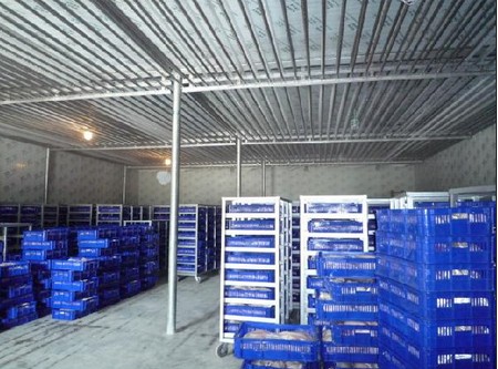 200噸葡萄保鮮庫建造，1000m3葡萄放冷庫可以放多久