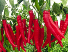 鮮辣椒保鮮庫建造，50噸鮮辣椒在冷庫可以保鮮多久，造價是多少